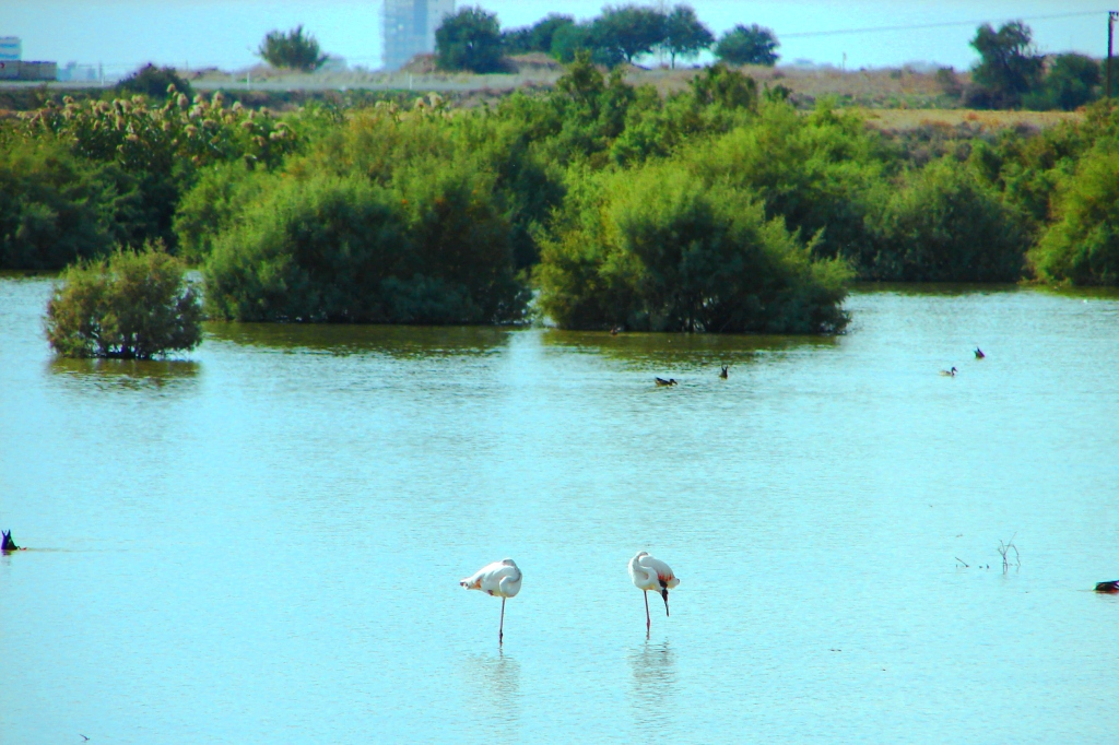 oroklini_lake_-_panoramio